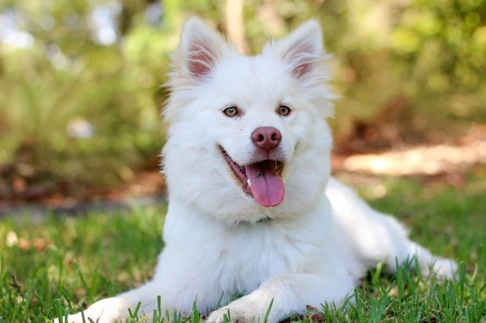 White dog sitting on green grass